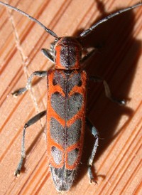 Elm Borer